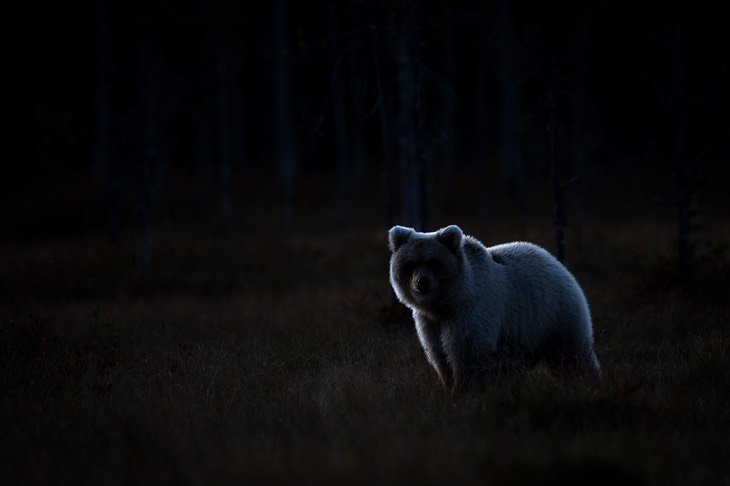 brown bear