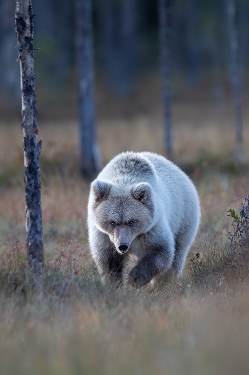 brown bear