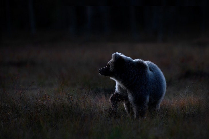 brown bear