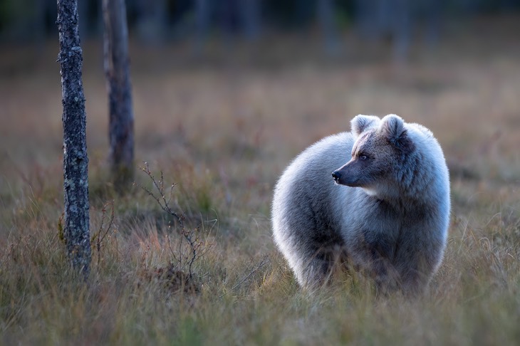 brown bear