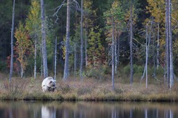 brown bear