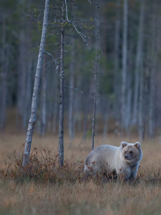 brown bear