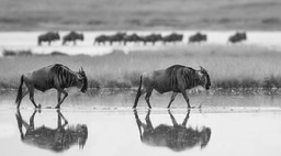 wildebeest