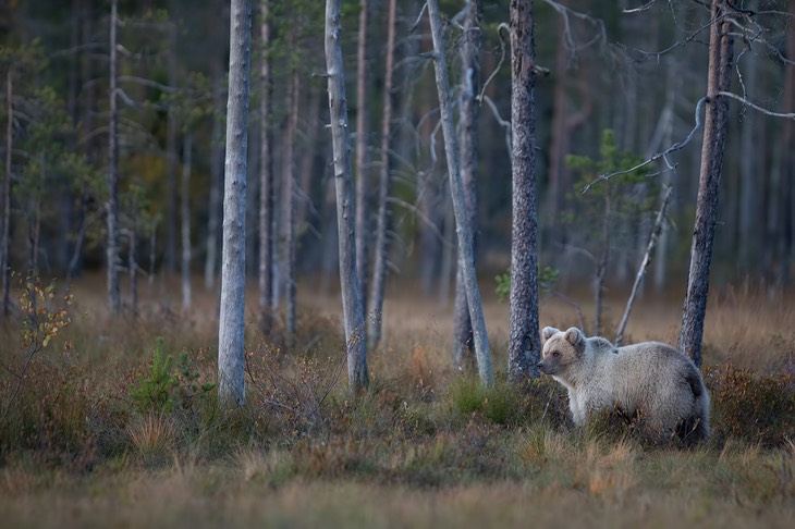 brown bear