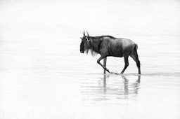 wildebeest