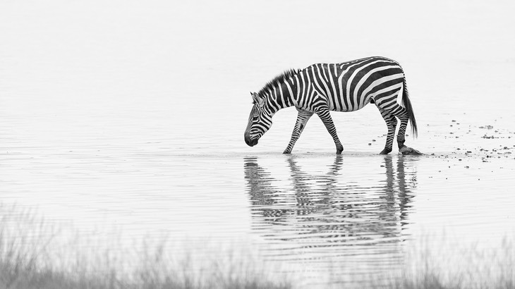 zebra