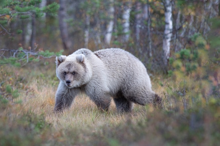 brown bear