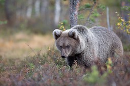 brown bear