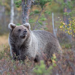 brown bear