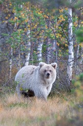 brown bear