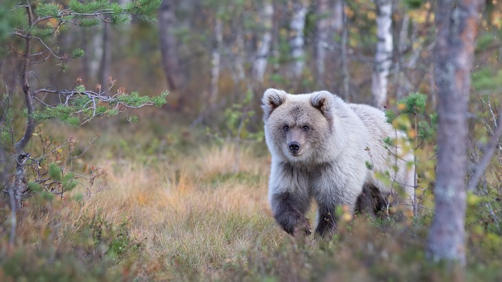 brown bear