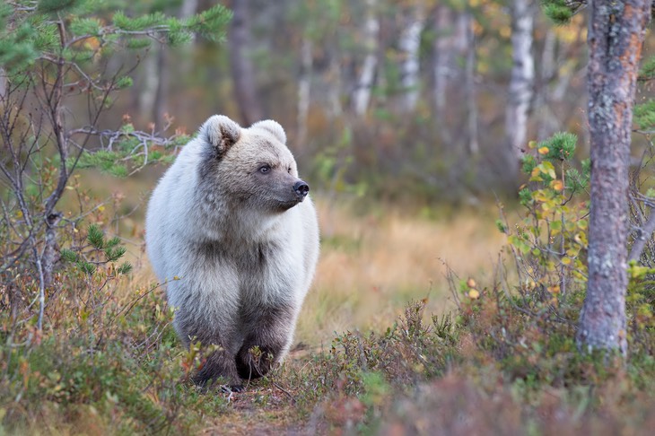 brown bear