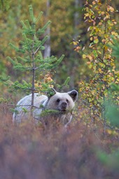 brown bear