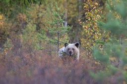 brown bear