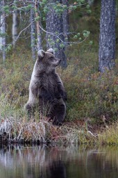 brown bear