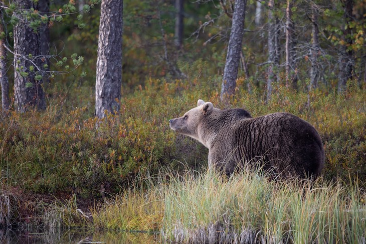 brown bear