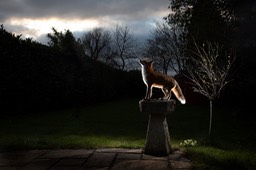 red fox
