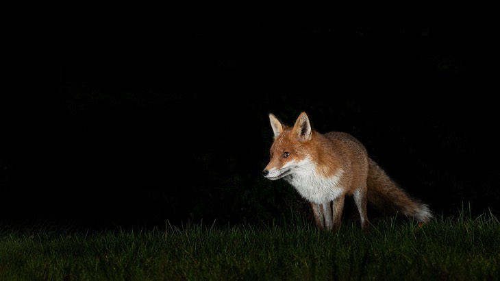 red fox