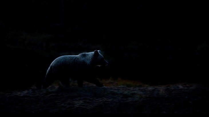 brown bear