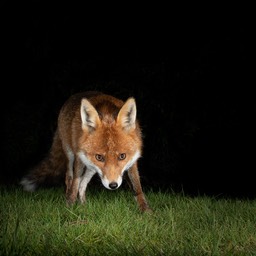 red fox