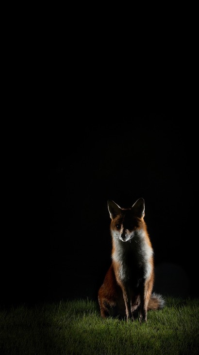 red fox