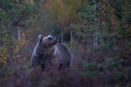 brown bear