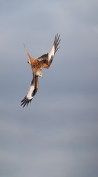 red kite