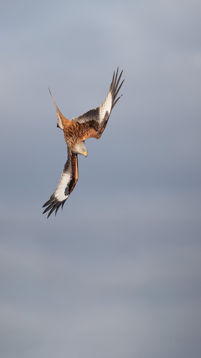 red kite