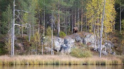 brown bear