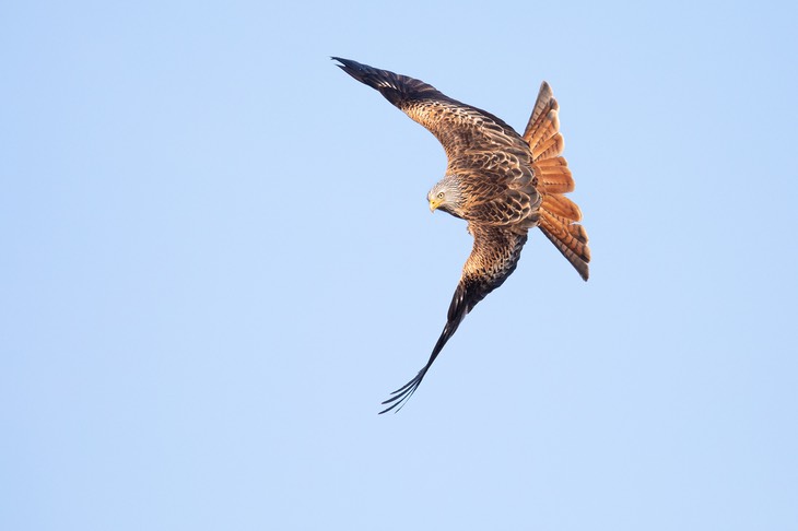 red kite