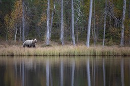 brown bear