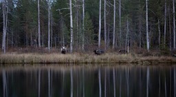 brown bear