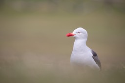 dolphin gull