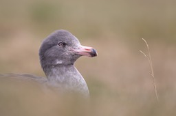 dolphin gull