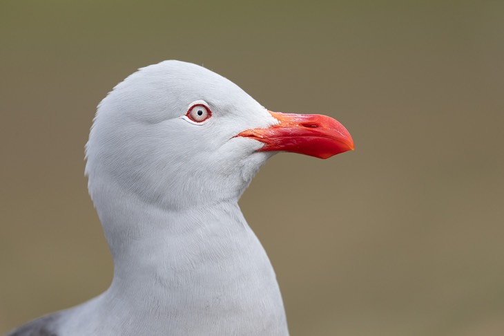 dolphin gull