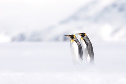 king penguin