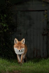 red fox