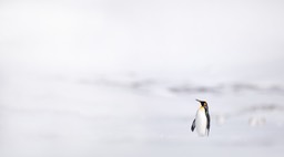 king penguin