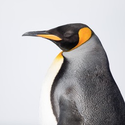 king penguin