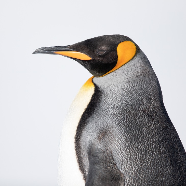 king penguin