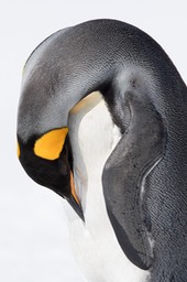 king penguin