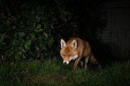 red fox