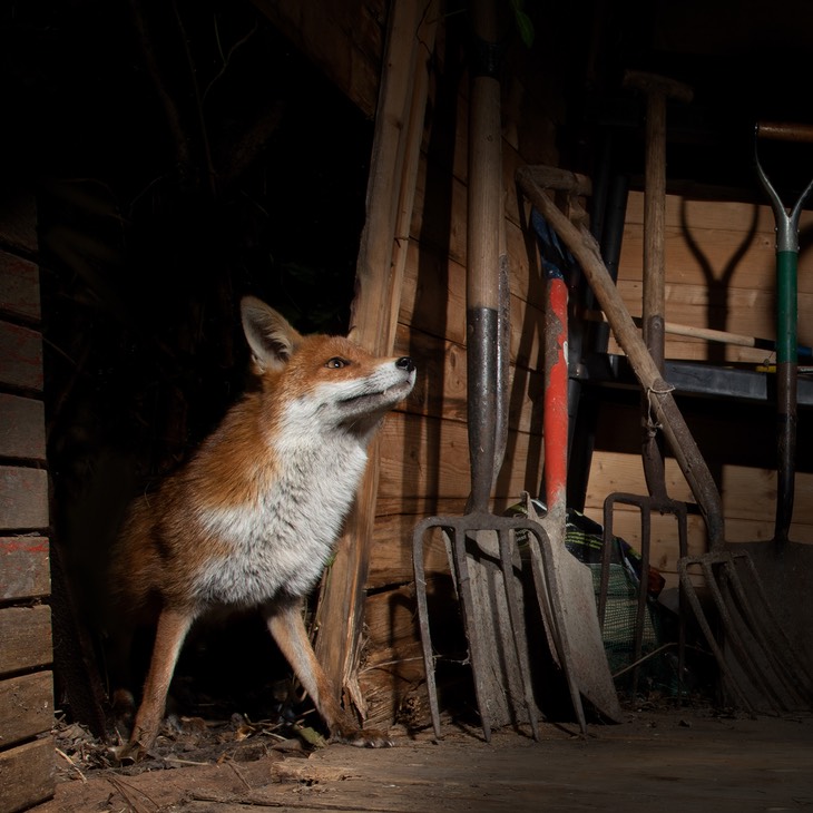 red fox