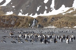 king penguin