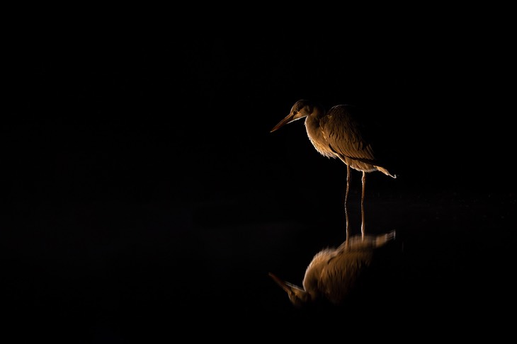 grey heron