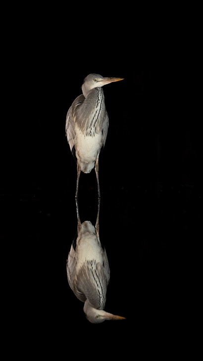 grey heron