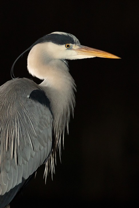 grey heron