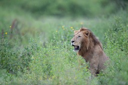 lion