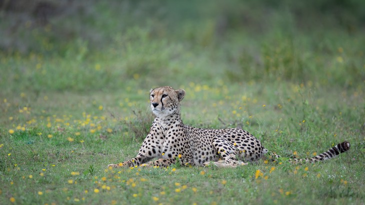 cheetah