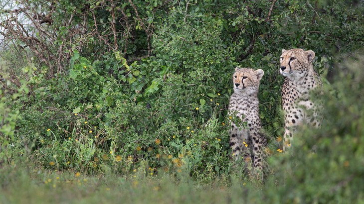 cheetah